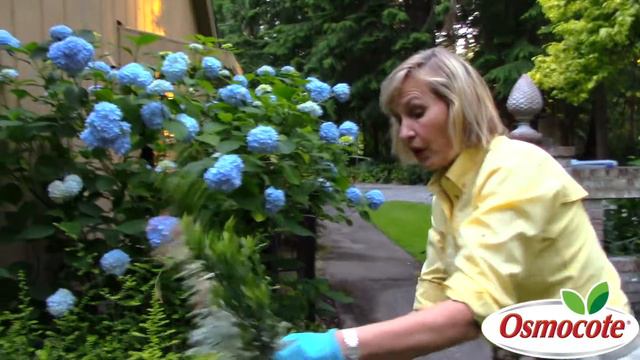 How to Prune Euphorbia in Summer смотреть онлайн