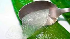 Квас из алое вера. Aloe vera.