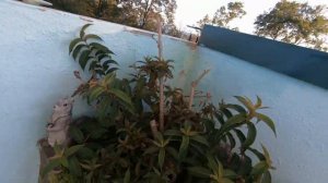 Часть 1. Пансионат "Южная ночь". Сочи. Вардане. Август 2020г.