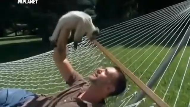 Минскин - Все О Породе