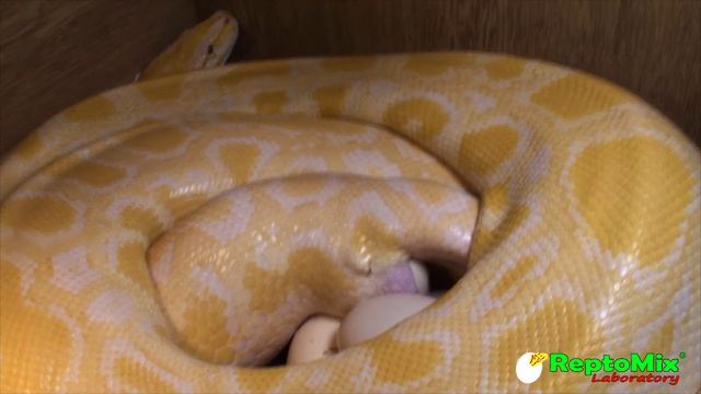 Змея откладывает яйца Темный тигровый питон Альбинос Breeding Python molurus bivittatus Albino 201 смотреть онлайн
