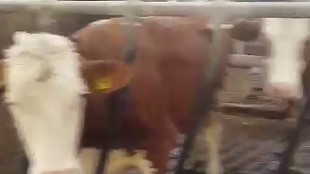 Современное содержание крупного рогатого скота смотреть онлайн