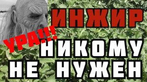Выращивание инжира. Перспектива есть, но доходность туманна!))) Рынок инжира.