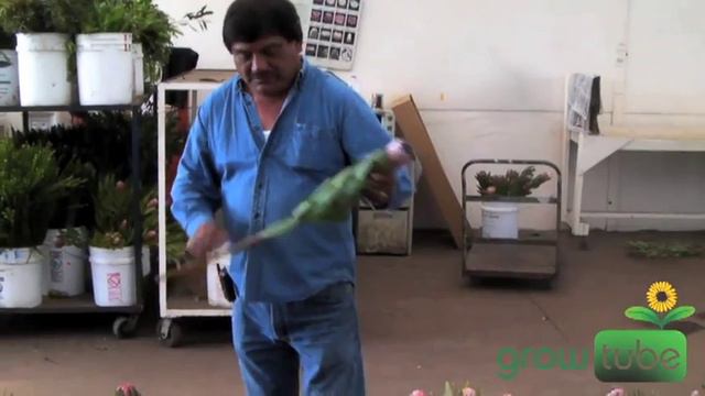 Resendiz Brothers Protea Growers LLC смотреть онлайн
