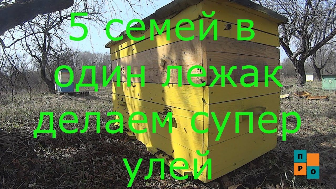 Супер улей для майского мёда. 5 семей в один улей. Эксперимент! Не повторять! Смотреть всем. смотреть онлайн