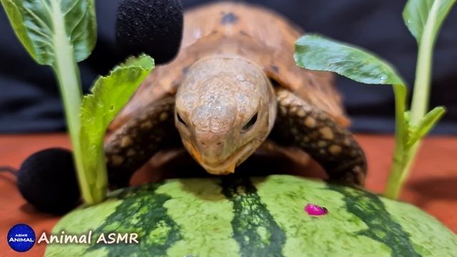 ASMR MUKBANG | TURTLE TORTOISE EATING FRUIT & VEGETABLE ?54 смотреть онлайн