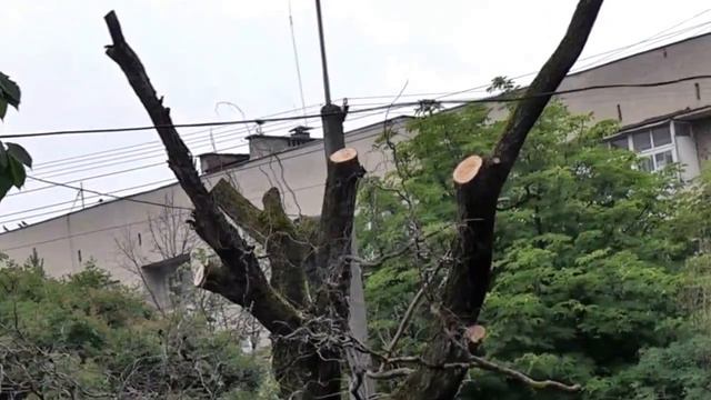 Во поле береза стояла....... смотреть онлайн
