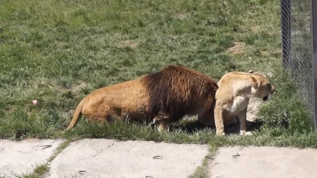 Лев соблазняет львицу смотреть онлайн