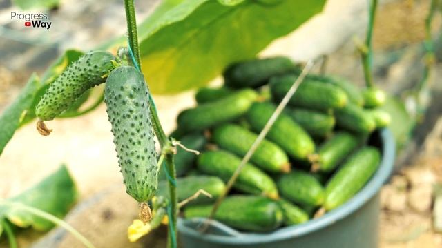 1 КАПЛЯ И ОГУРЦОВ НАРАСТАЕТ ТОННА смотреть онлайн