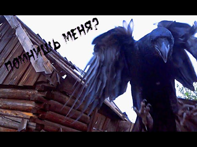 А вы видали уши ворона? смотреть онлайн