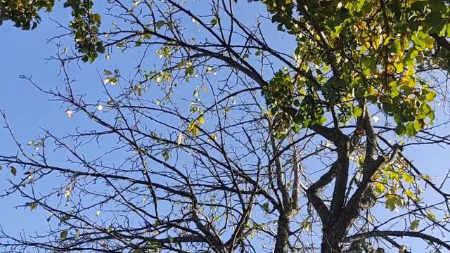 Звук падающих листьев. смотреть онлайн