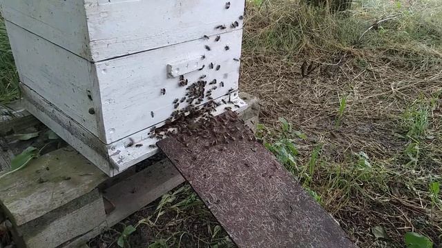 Просто идеальная температура и влажность для взятка с гледичии и лоха серебристого. смотреть онлайн