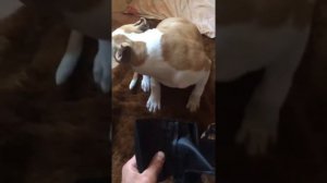 Кто съел паспорт ???