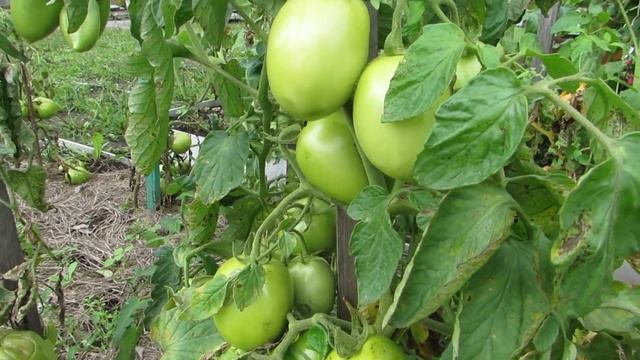 Почему скручиваются листья у томатов. Причины и решения. смотреть онлайн