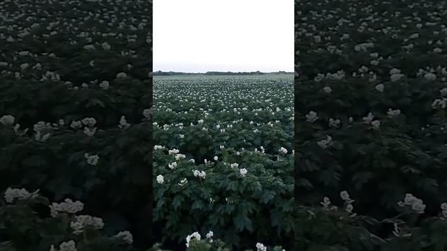 Капельный полив картофеля смотреть онлайн