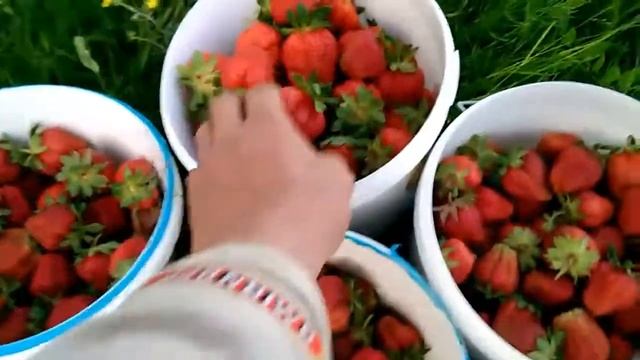 Урожай клубники одного дня, 18 июня! Обзор. смотреть онлайн