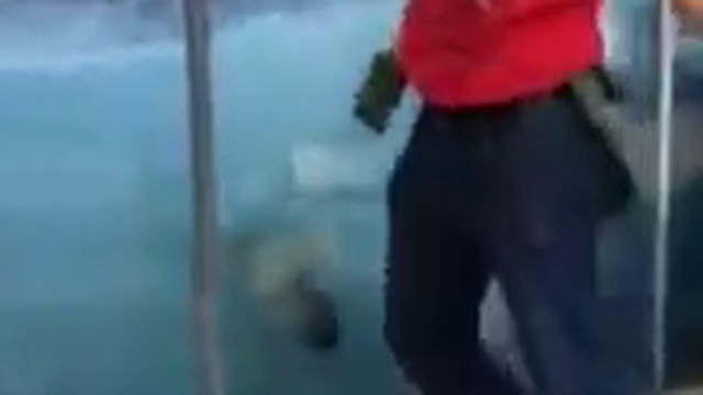 Парень учит медведя делать «зарядку» смотреть онлайн