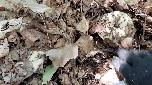 А сколько тут грибов а какой у них аромат ?//собираю грибы а петух кукарекает и кукарекает??//