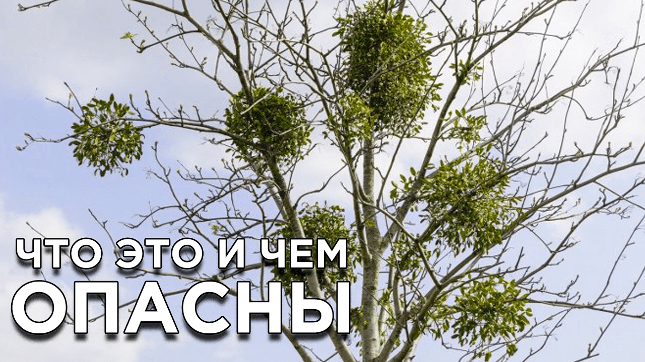 Зеленые шары на деревьях: Что это такое и чем они опасны?