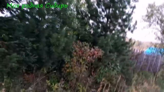 Наша стройка. Молодому гусаку дали имя. Как гуси хотели порвать кота.