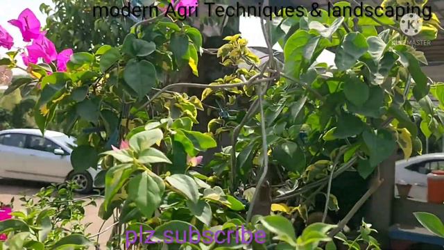 Part .2. How to increase the beauty of our Bougainvillea plants through grafting | modern Agri Tec смотреть онлайн