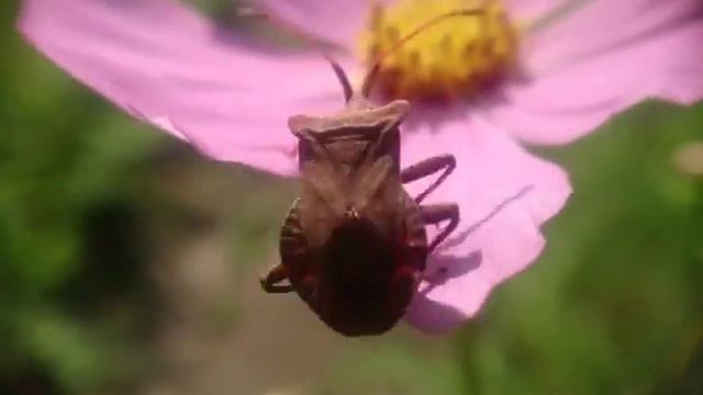 Миньяр счастливая утро, лета 2016 года