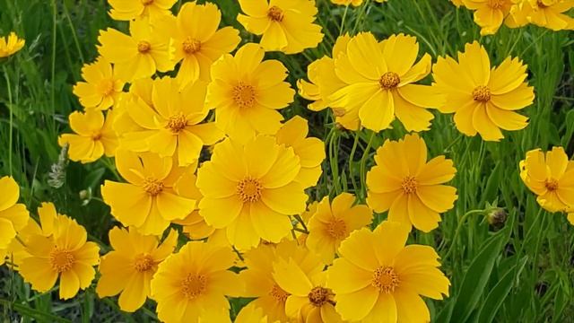 Любовь – вражда. Дмитрий Мережковский (слушайте стихи о любви) смотреть онлайн