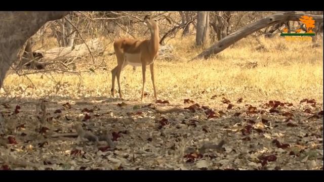 Wild Fauna / Leopard / Хищник Африки / Гибель детенышей