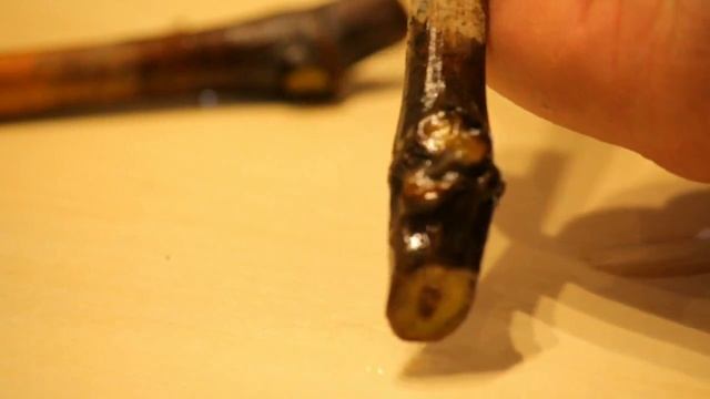 Почему не растут корни у черенков винограда,главные условия роста смотреть онлайн