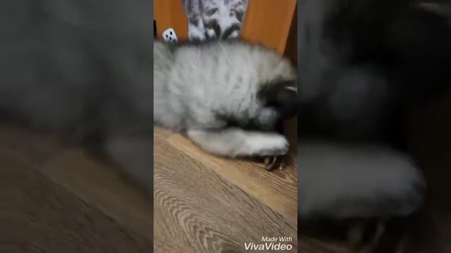 Вот так мы любим говяжьи ушки) У нас есть щенки! Питомник"Серебряный Амулет" смотреть онлайн