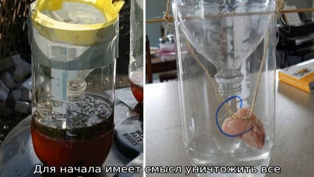 Как избавиться от ос на участке смотреть онлайн