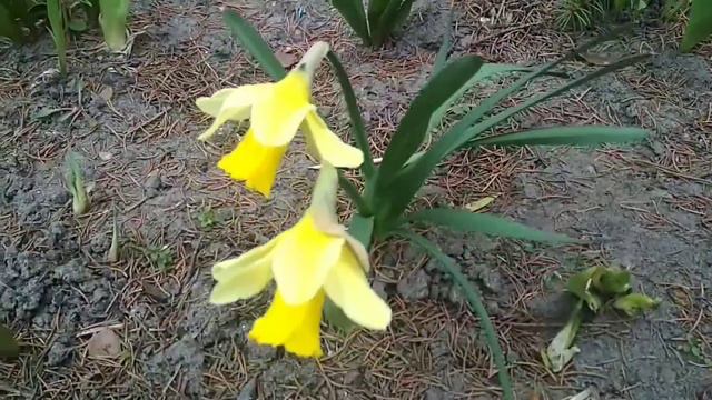 Spring, flowers. Весна, цветы. смотреть онлайн