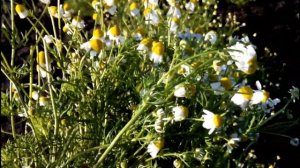 ??? ? РОМАШКА АПТЕЧНАЯ - ПОЛЕЗНЫЕ СВОЙСТВА. Как вырастить на грядке