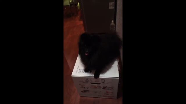 Режим отжима ) собака взлетака смотреть онлайн