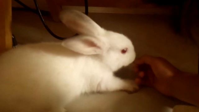 OuR sWeeT BuNNy JuMpY MaX смотреть онлайн