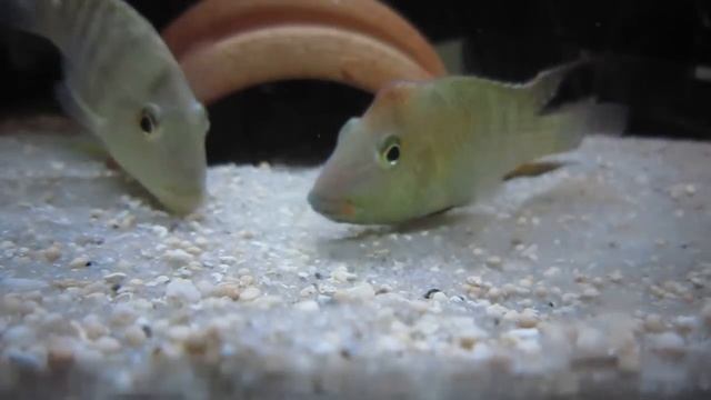 'geophagus' steindachneri WILD breeding смотреть онлайн