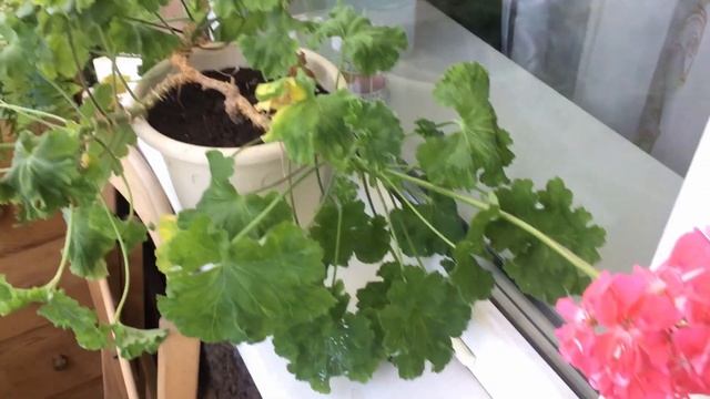 Мой первый зонартик! Пеларгония Lara Rita смотреть онлайн