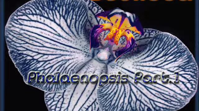 Soundca - Phalaenopsis Part. 1 смотреть онлайн