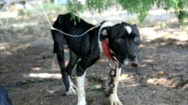 Её использовали для собачьих боёв, мучили голодом и издевались, она не знала человеческой любви смотреть онлайн