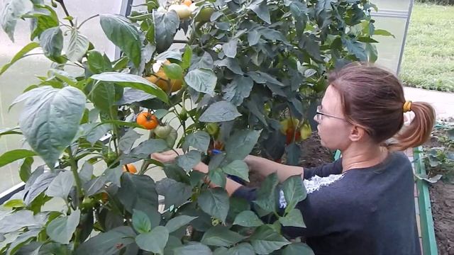 #Анапа#Гостагаевская Всё заростает на участке Кот экстремал смотреть онлайн