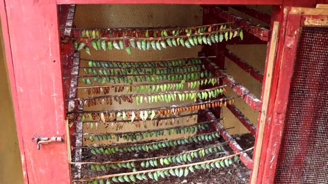 MALINDI TRAVEL VLOG смотреть онлайн