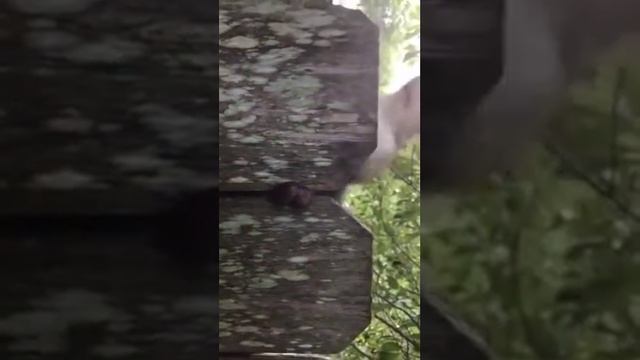 Белка застряла яйцами в заборе. смотреть онлайн