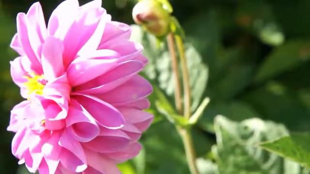 Видео фон "Георгин" смотреть онлайн