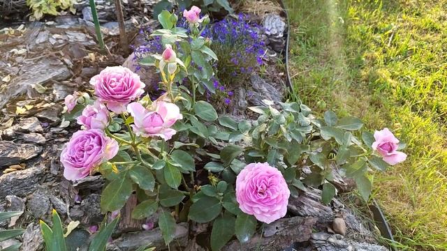 Роза Lavender Ice смотреть онлайн