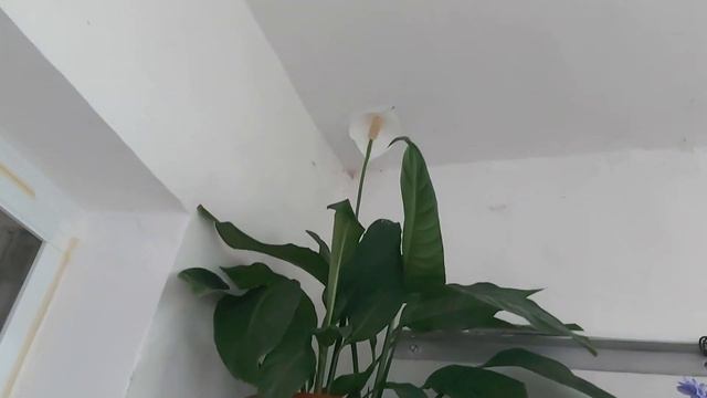Моя домашння коллекция ИЮНЬ. Обзор моих комнатных растений | violets смотреть онлайн