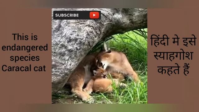 Wild Cat Caracal | श्याहगोश | Endangered Species | Cute kittens of Caracal cat смотреть онлайн
