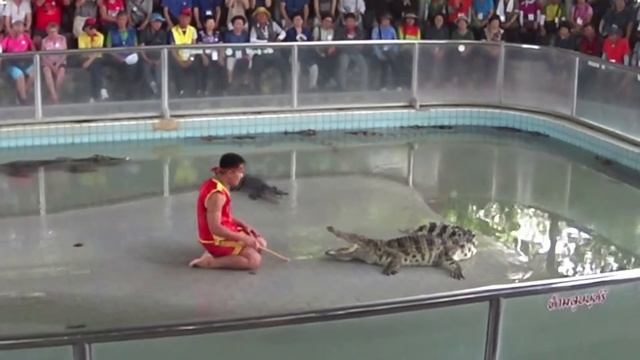 Крокодиловая ферма. Шоу крокодилов в Паттайе смотреть онлайн
