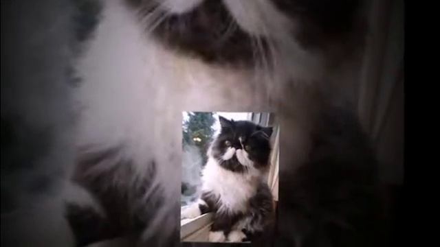 как воспитать персидского котенка смотреть онлайн