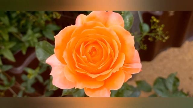 Роза "Бельведер". Обзор и описание. смотреть онлайн