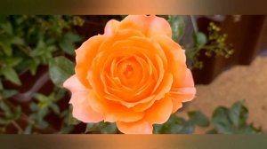 Роза "Бельведер". Обзор и описание.